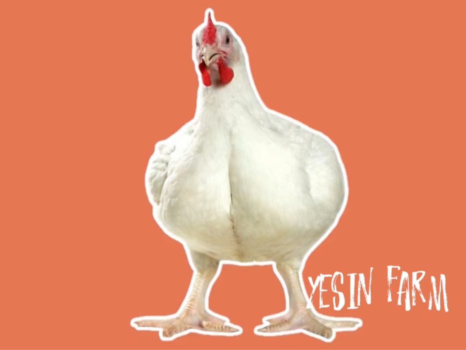 Инкубационные яйца бройлеров росс 308 выгодно