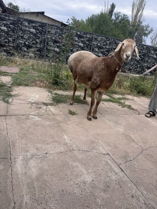 Кошкар арашан тукымдыкка сатылад