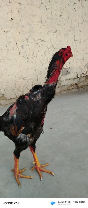 Тозза конли жужа