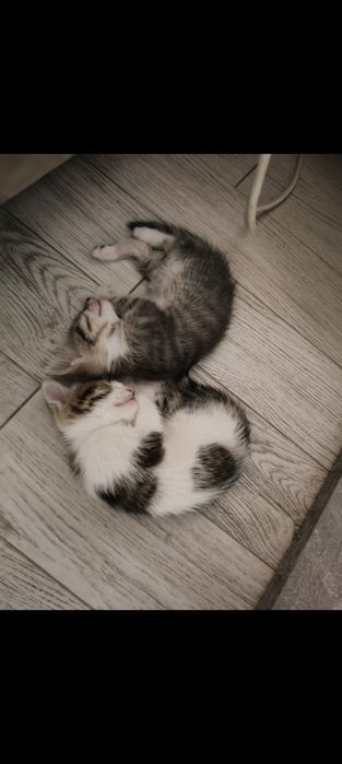 Котета си търсят дом