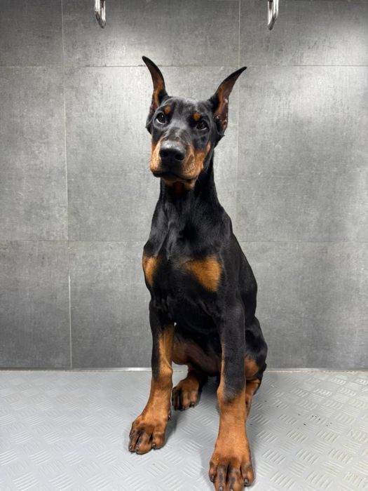 Подрощенный щенок добермана ( девочка)