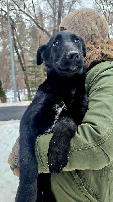 Собачка в добрые руки