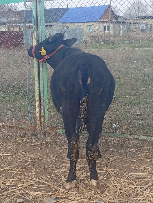 Бука сатылады семыз