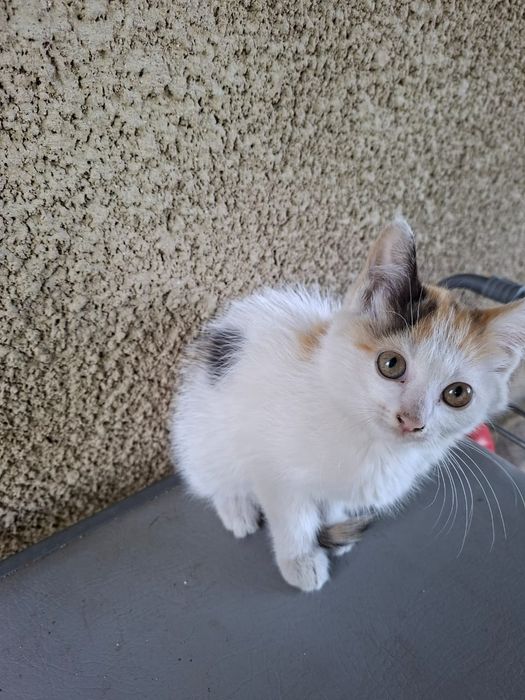 Отдам котят бесплатно