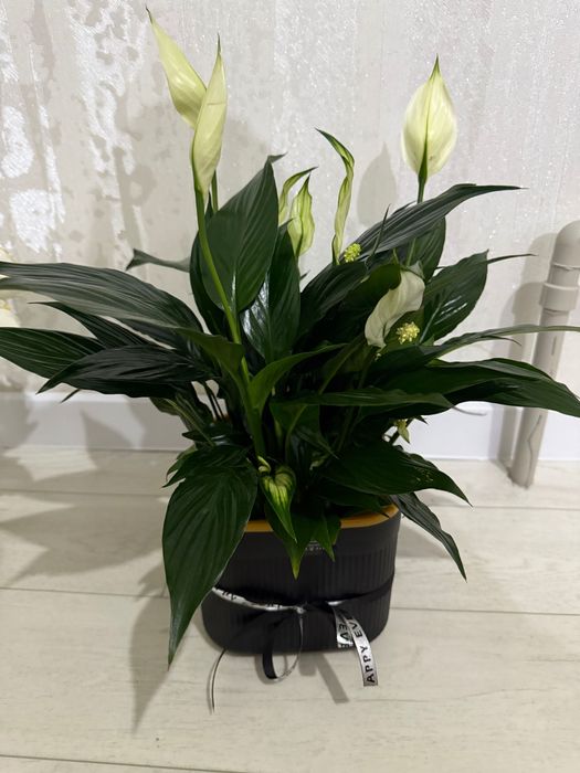 Цветы букет свежий