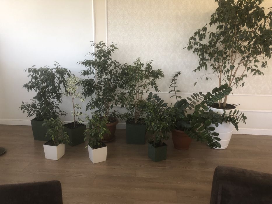 Продаются Фикусы и Замиокулькас