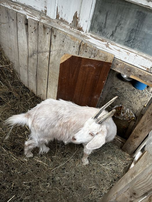 Коза Ешкі сатылады
