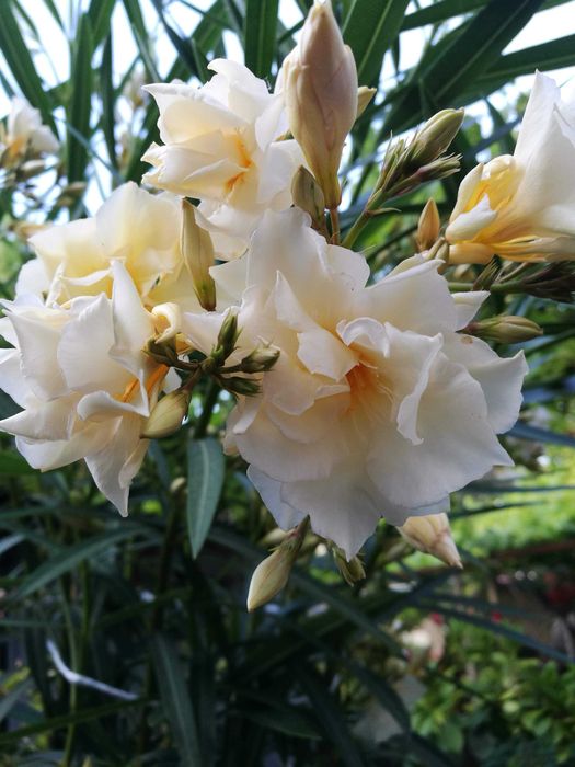 Продавам зокум олеандър