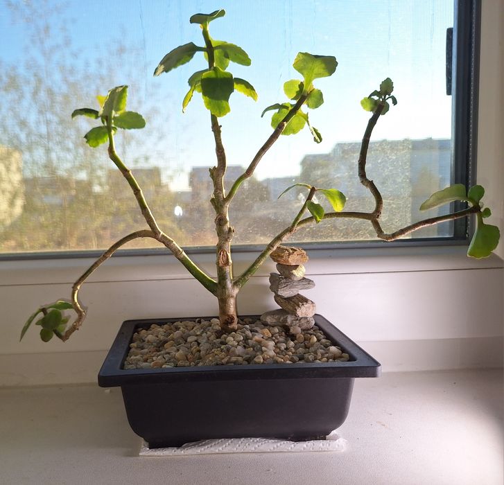 Vand bonsai Crassula