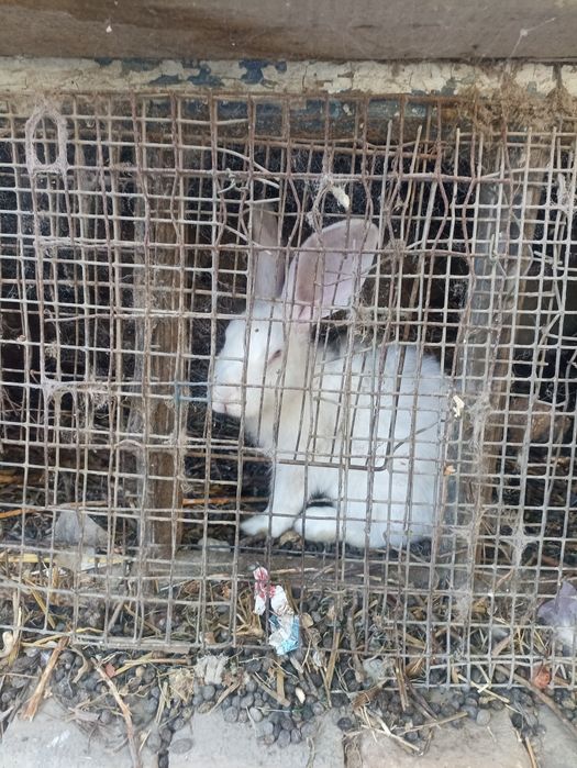 Quyonlar oppoq harxil