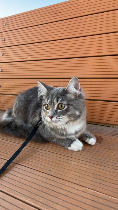 Кошка в добрые руки