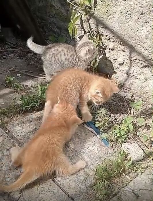 Подарю котят в добрые руки