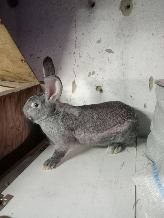 Срочно продам две кролчих