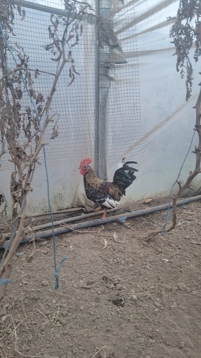 De vanzare cocos iopan 2025