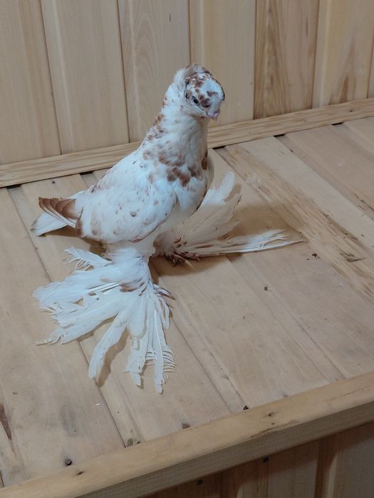 Голубка гулбадам