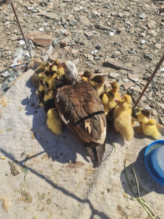 Pui de rațușcă cu rață