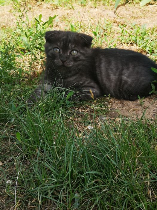 Котенок вислоухий