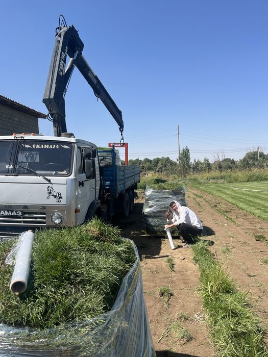 живой рулонный газон