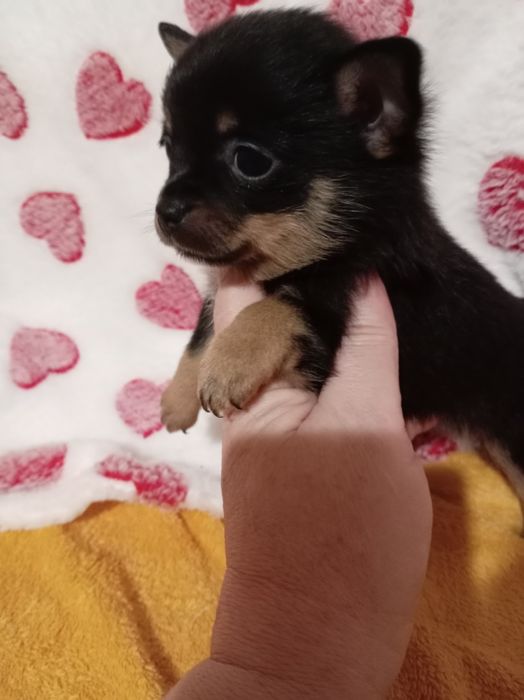 Продам щенка шпице тоя