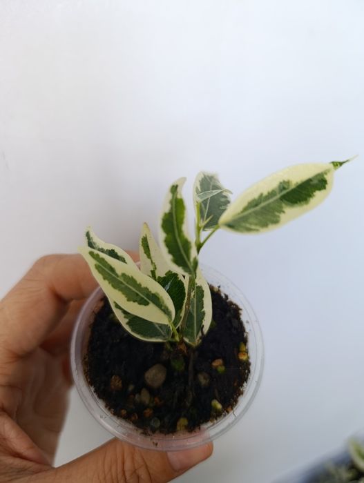 Продам сортовые фикусы