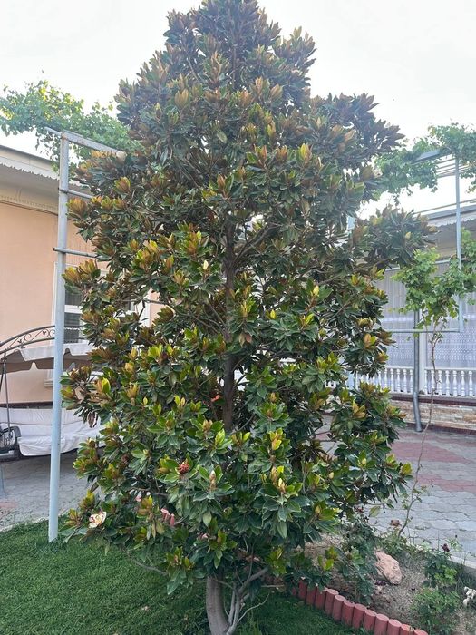 Magnolia ( ispanskiy )