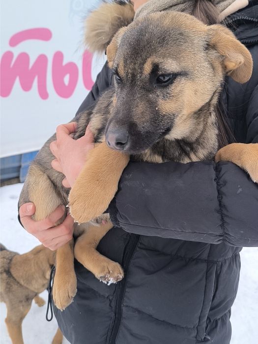 Мальчик в добрые руки НЕ на цепь