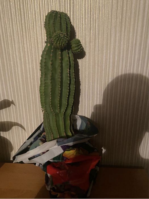 Продам кактус