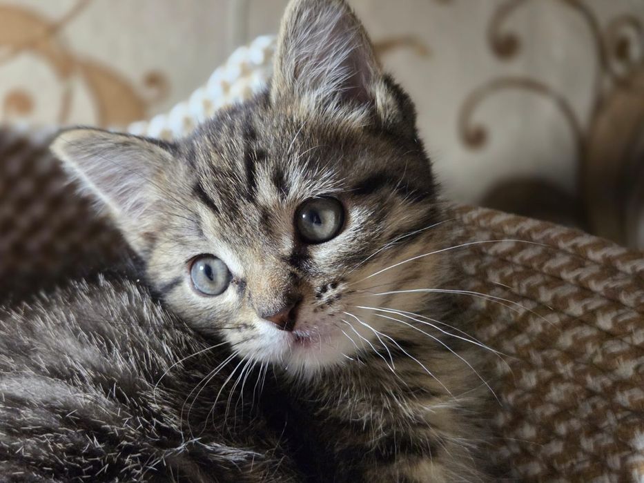 Котёнок в добрые руки