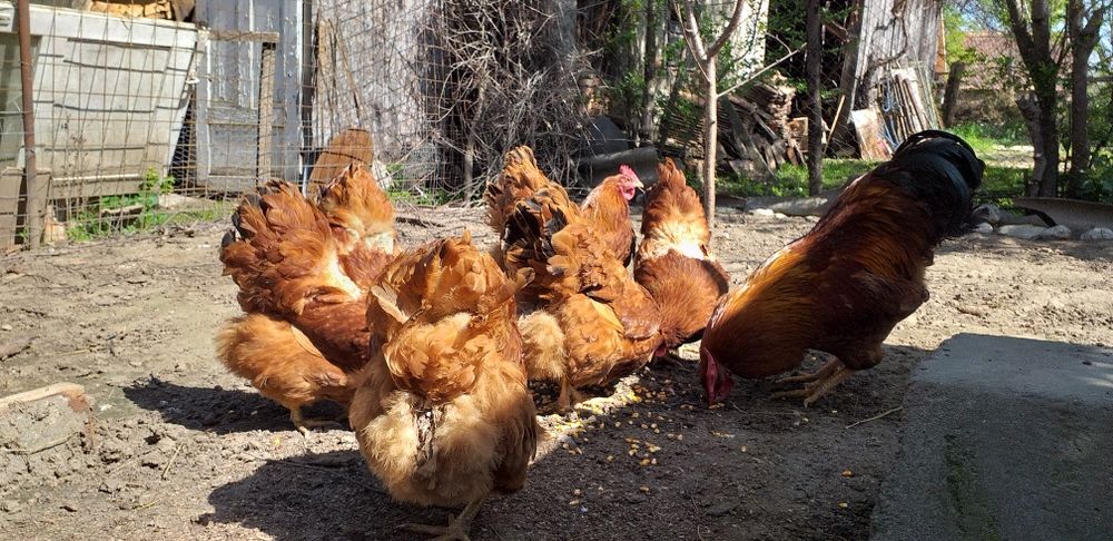 Găini  Hampshire,Bielefeldersi Araucana de vanzare