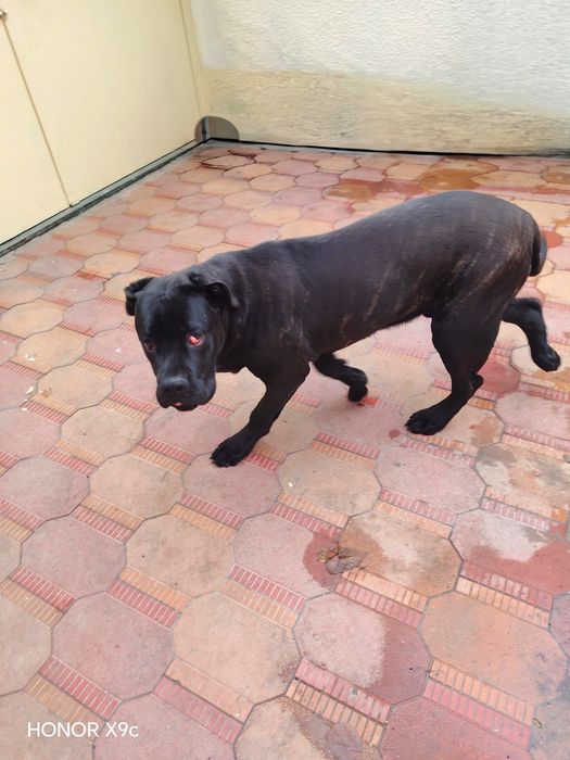 Кане корсо 6 месяцев