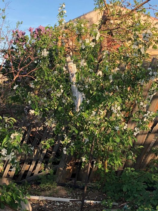 Дача, 13 соток, 2 водоколонка,