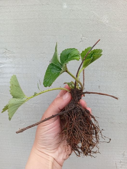 Клубника Зенга 1 куст 200 тг