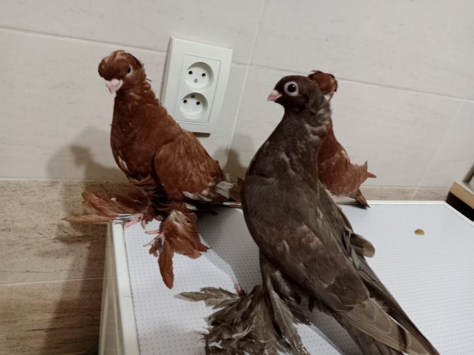 Продам   Голубей