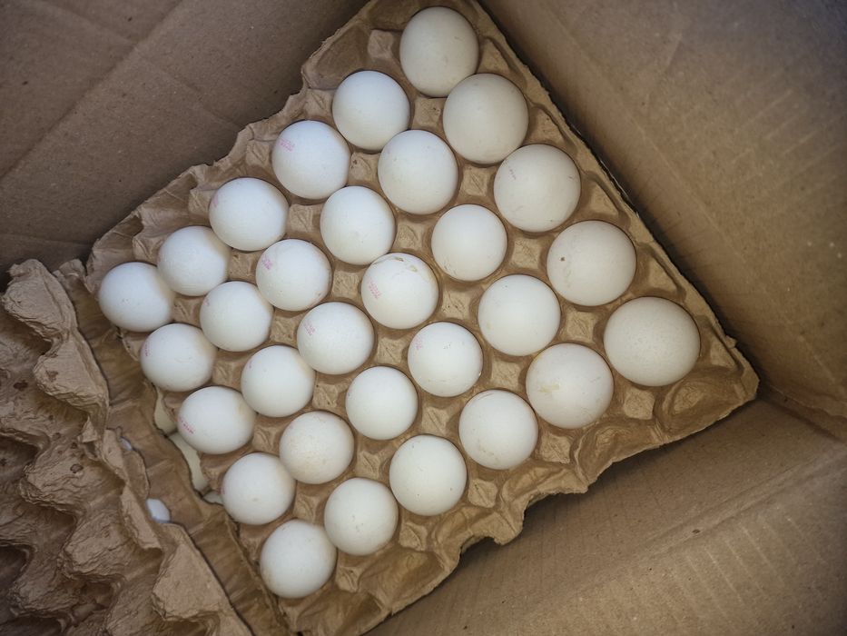 Яйцо куриное алматы