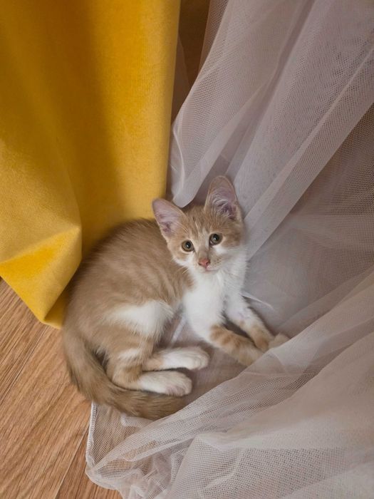 Ищем дом для котенка (прим. 4 мес)