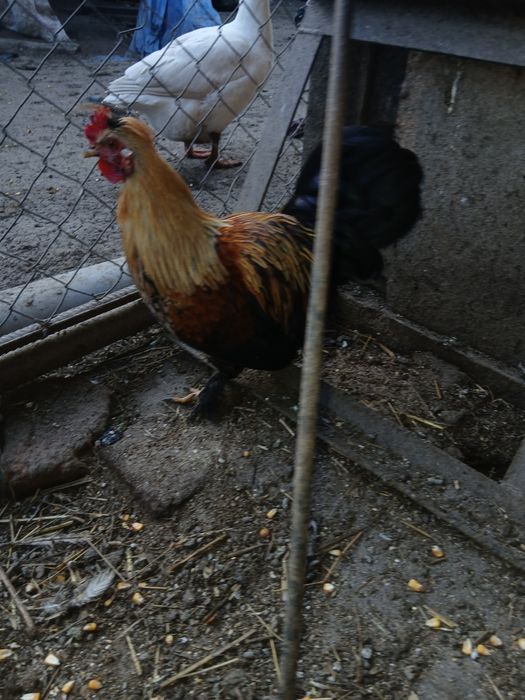 Cocoș plymount rock barat și cocos pitic motat incaltat