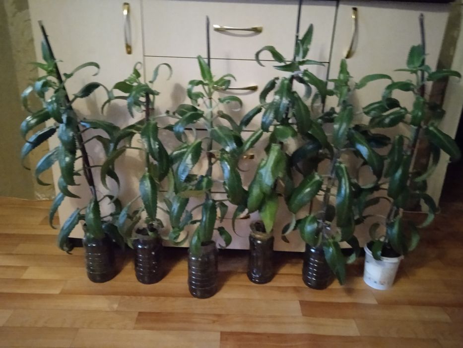 Каланхоэ от насморка