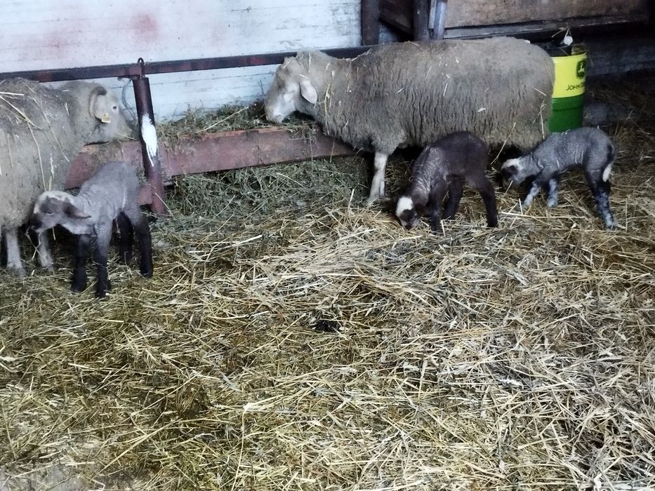 Oi cu mei și nutreț