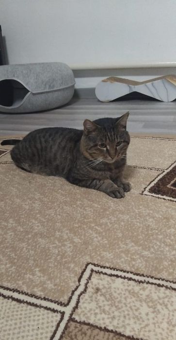 кошечки и котики в добрые руки