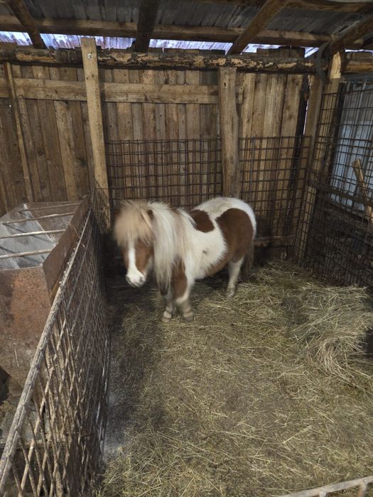 Vand poneita talie mica