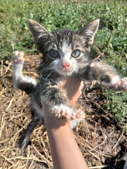 Котята пушистики