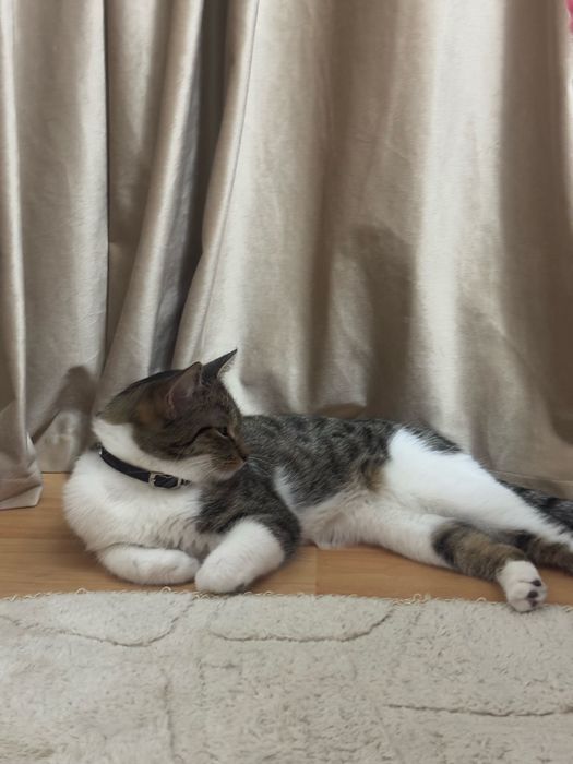 Котик,отдам очень ласкового