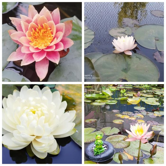 Нимфея кувшинка растения прудовые