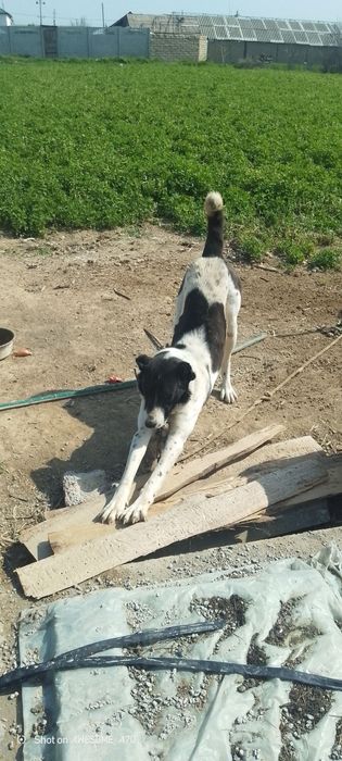 Toza Alabay sotiladi 1 yosh xali tug'magan srochniy sotiladi