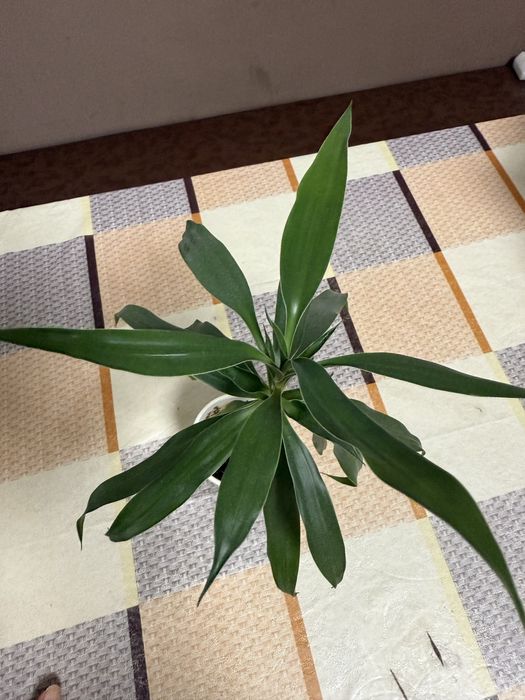 Обмен комнатные цветы, растения