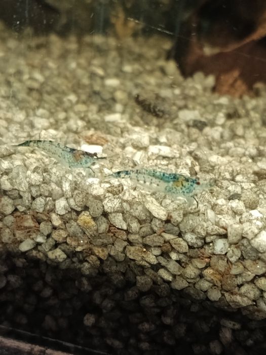 Скаридки Блу рили карбон