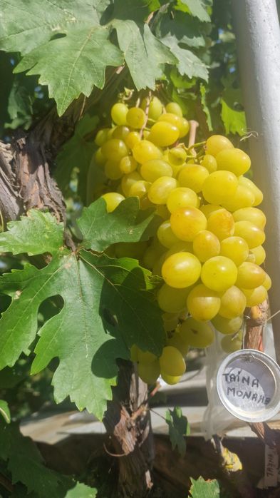 Vand corzi de vita de vie