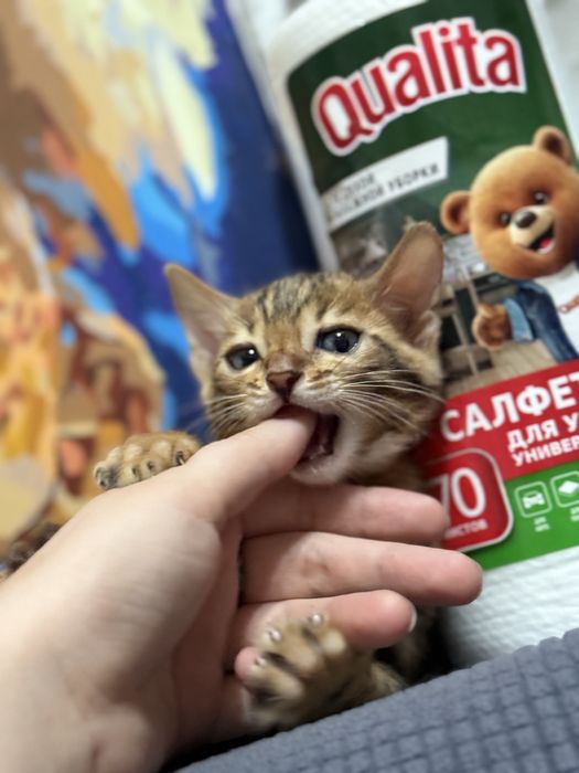Продам бенгал котенка