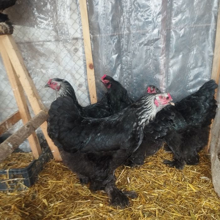 Продам куры домашние