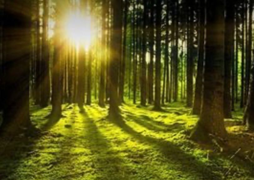 Padure de vazare – 33 Ha comasat – Arges (Micesti, PĂULEASCA)